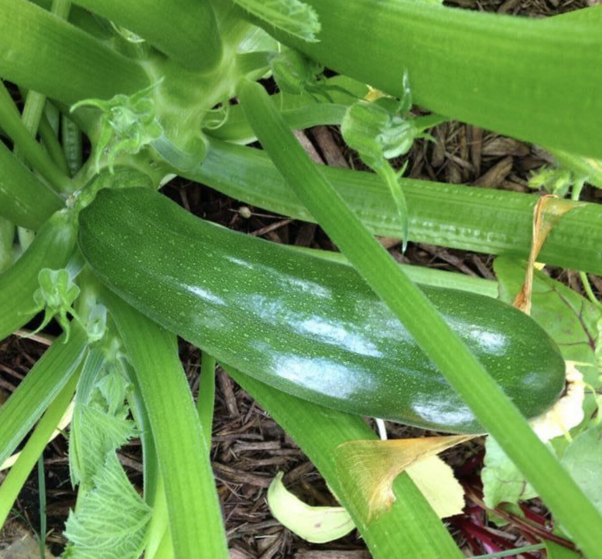 Dark Green Zucchini Seeds | Heirloom | Organic | Summer Squash