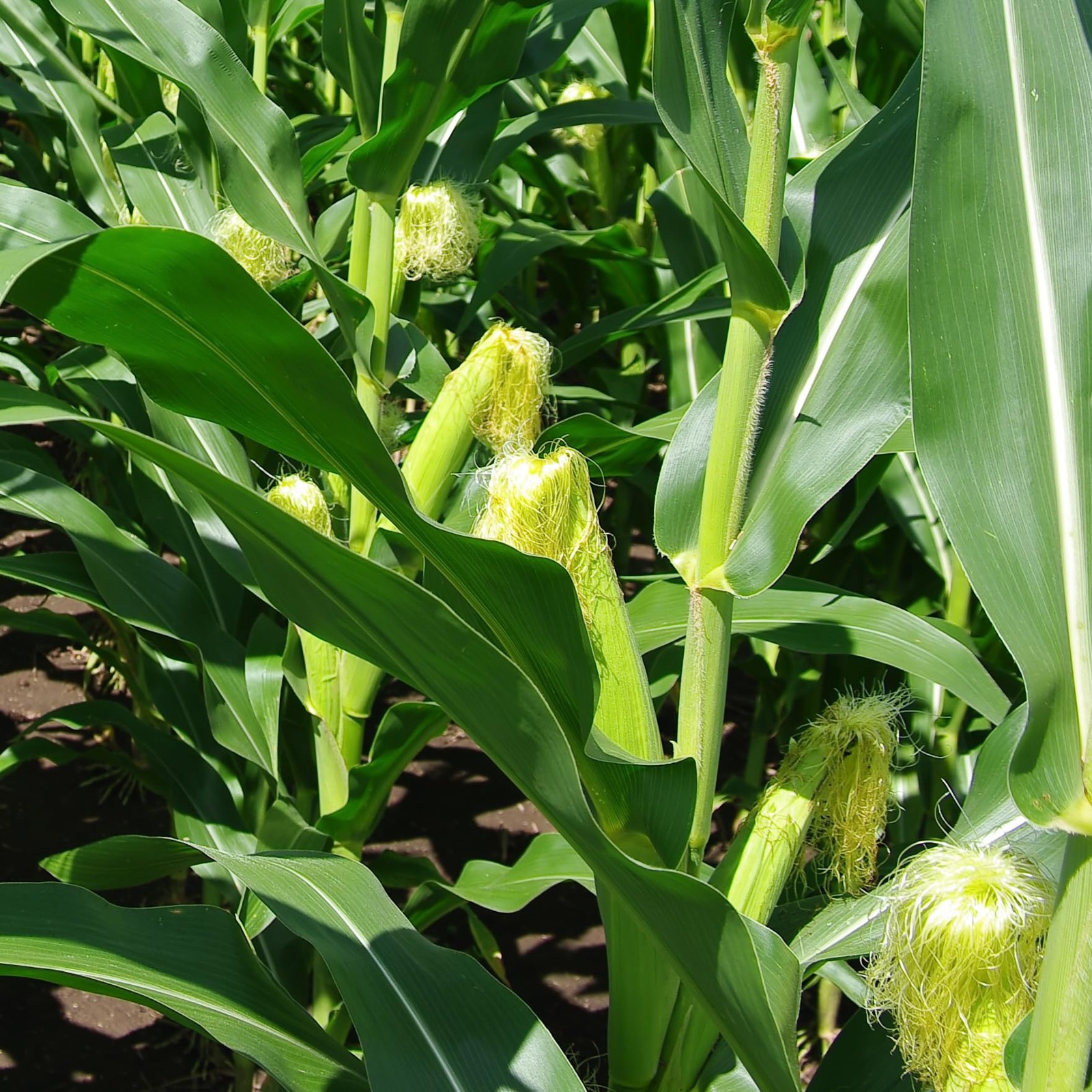 Almanac Heirloom Sweet Corn Seeds Brown,Golden,Green,Yellow
