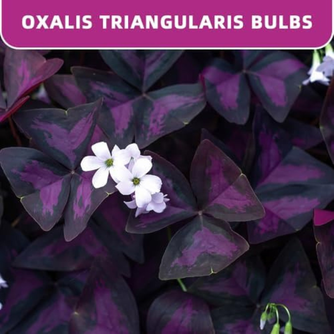 20PCS Purple Shamrocks Bulbs Good Luck Plant Oxalis Bulbs for Planting Oxalis
