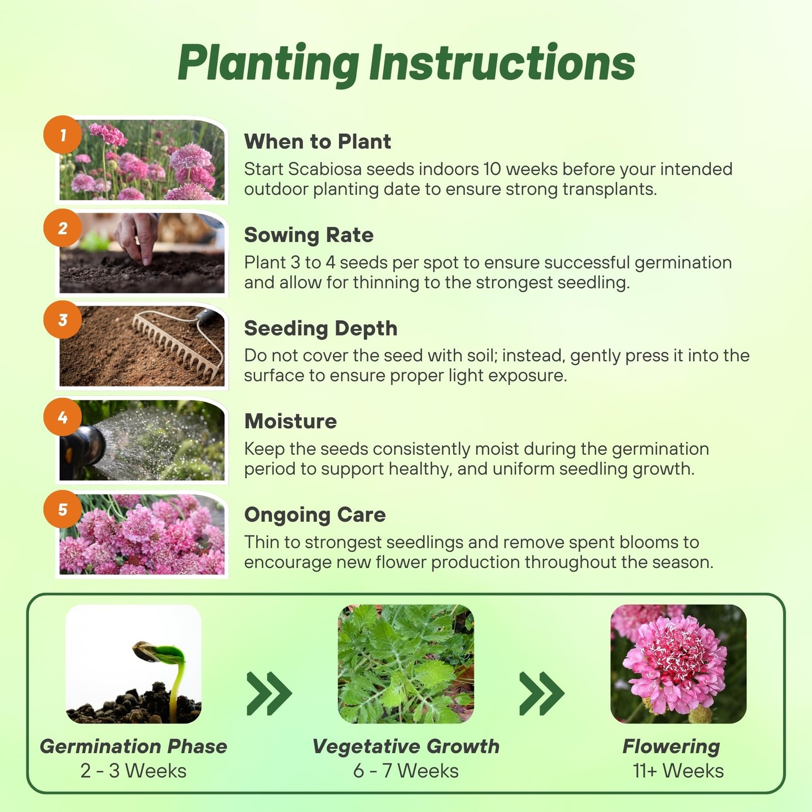 400 Seeds Scabiosa Rose Drought Tolerant Pincushion Garden Flower Plant Seeds