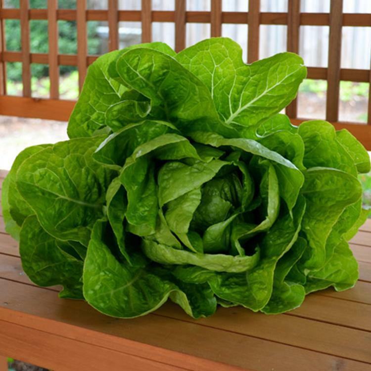 .5g/500+ Seeds JERICHO ROMAINE LETTUCE, NON-GMO, HEAT TOLERANT, FULL of FLAVOR