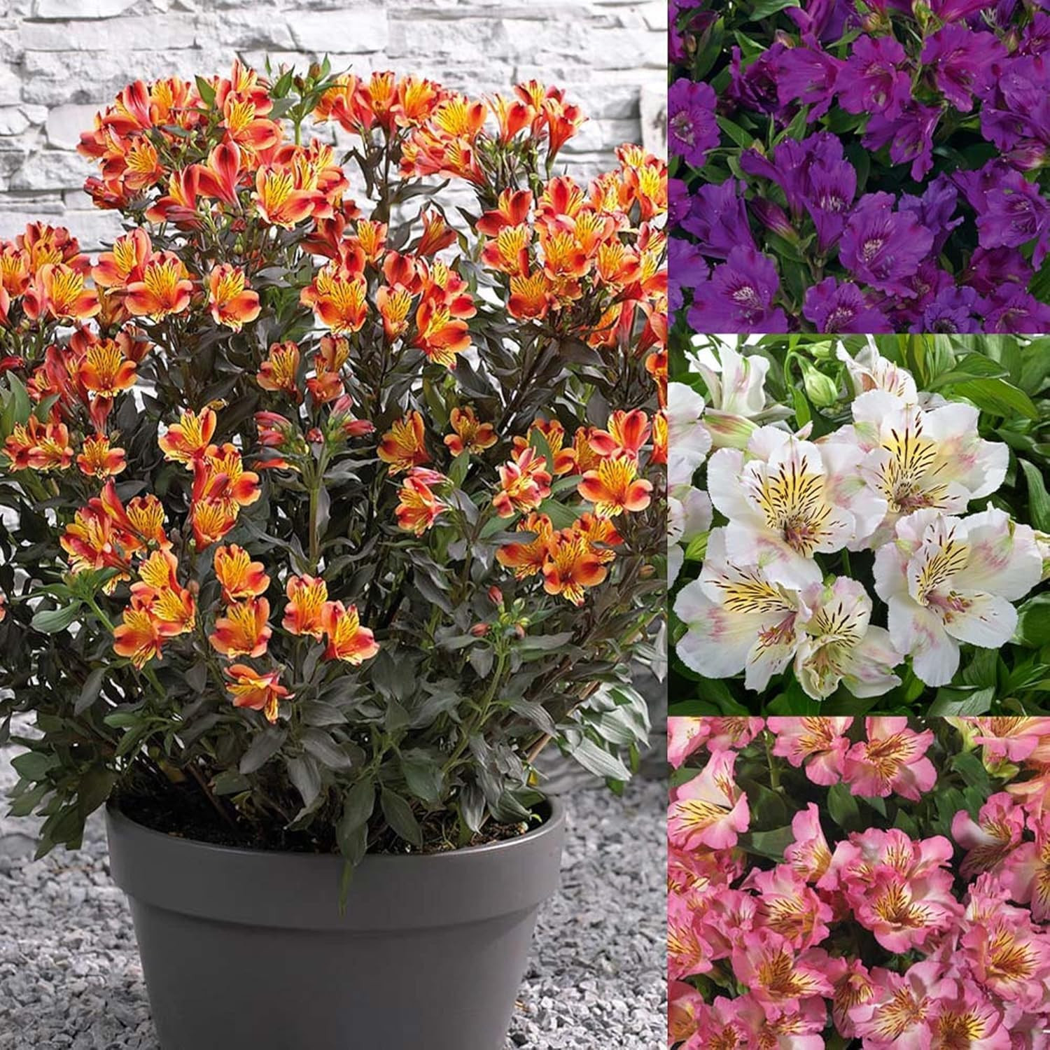 Mixed Color Alstroemeria Seeds 30 PCS Perennial Peruvian Lily Flower Seeds for O
