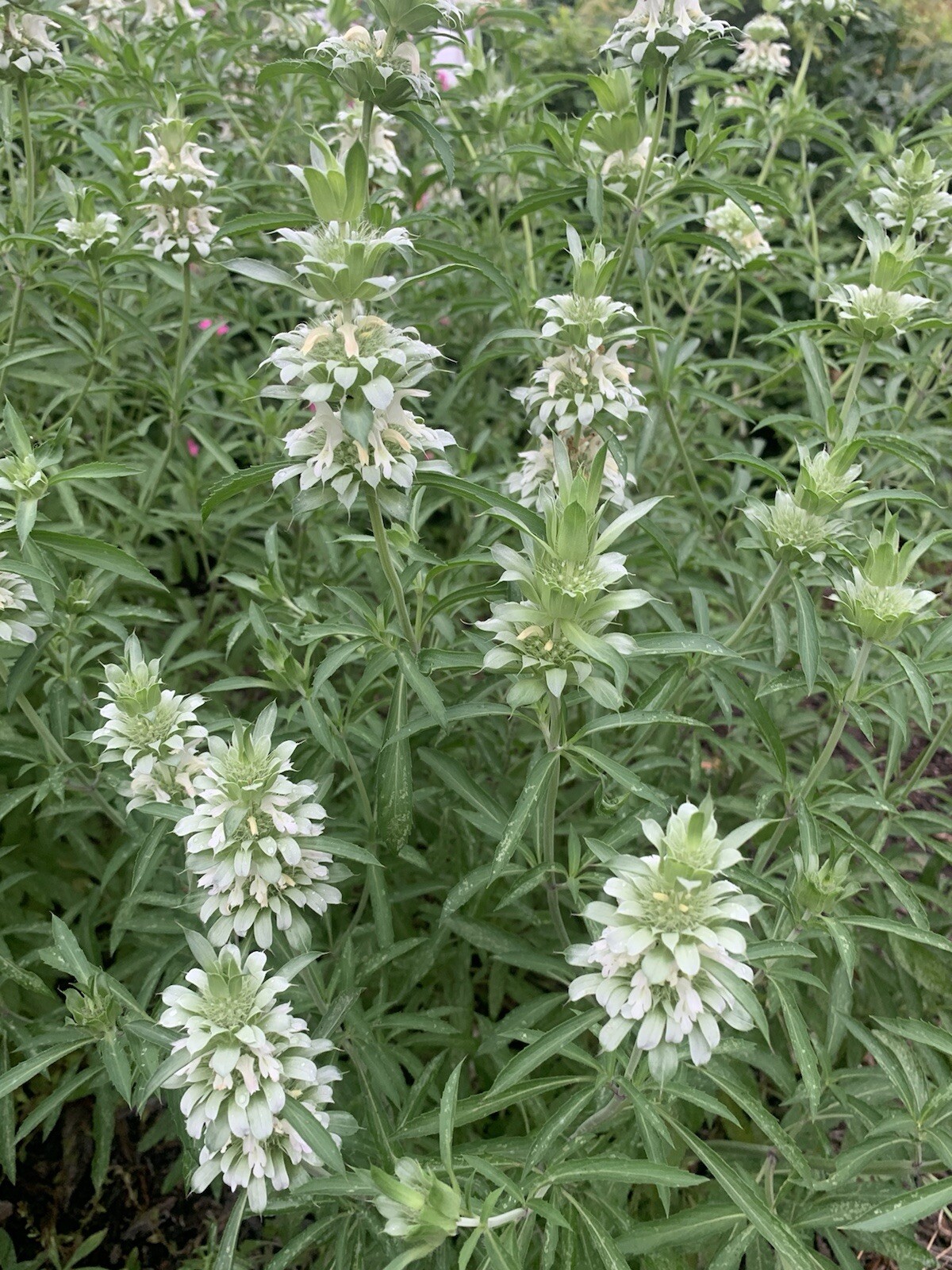 Lemon Beebalm Seeds. 100 plus seeds. Lemon Mint/Horsemint