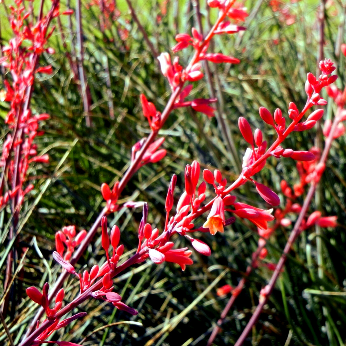 25 RED YUCCA SEEDS (Hesperaloe parviflora) Hummingbird & Butterfly Flower Plant