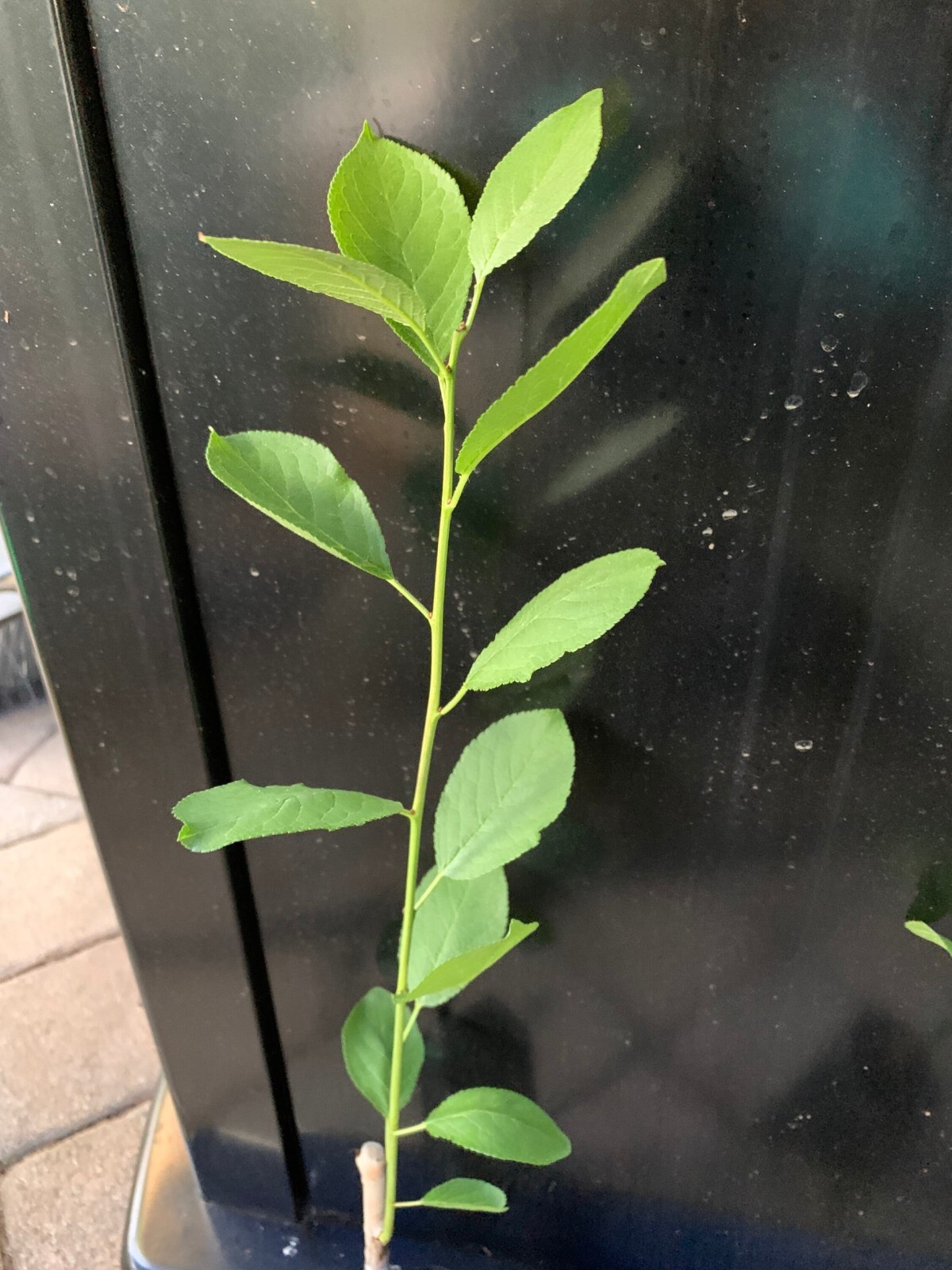 12-18″ tall French Prune, bare root, 1 grafted plant, 1 year old