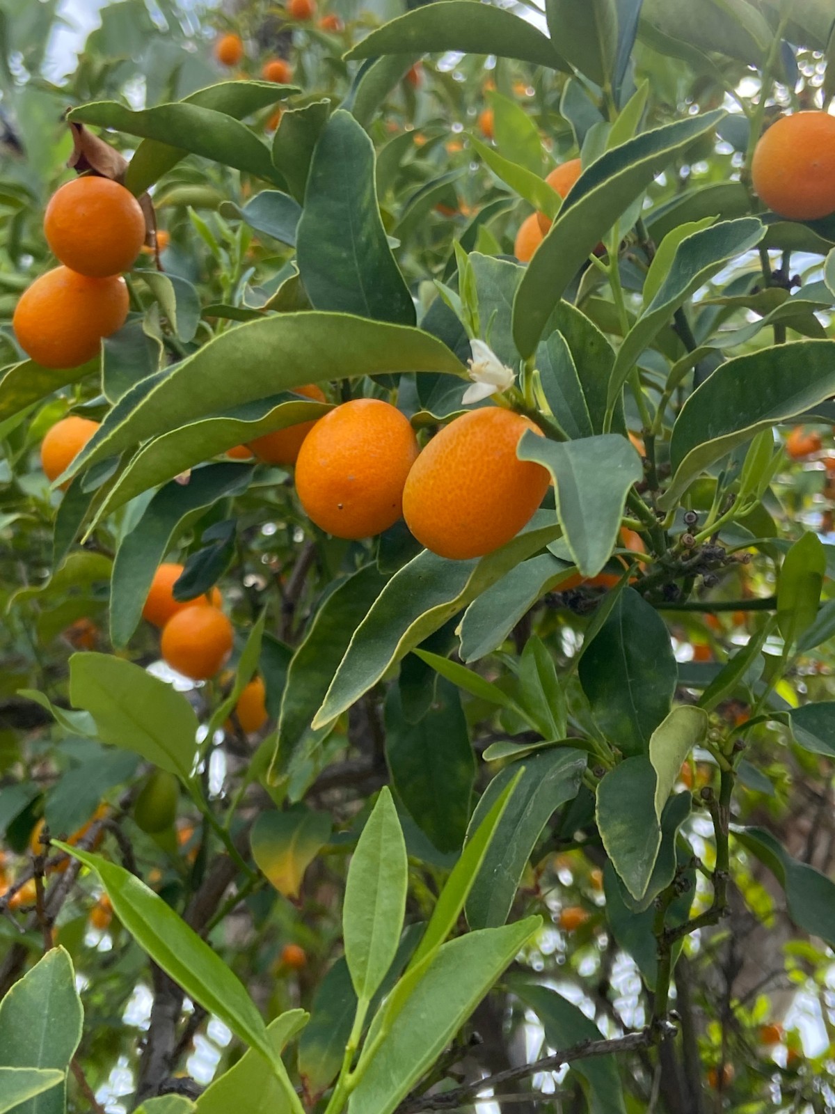 Kumquat Nagami Fruit Tree, 15 Seeds