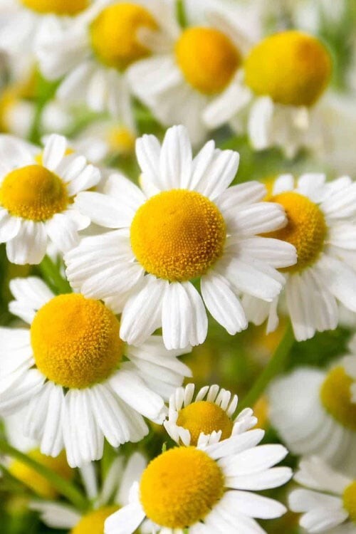 Roman Chamomile Seeds (Anthemis nobilis)