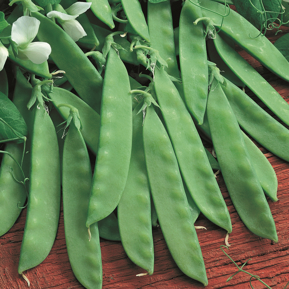 Snow Pea Seeds |NonGMO Vegetable Oregon Sugar Pod 2 Asian Chinese Snap Peas 2024