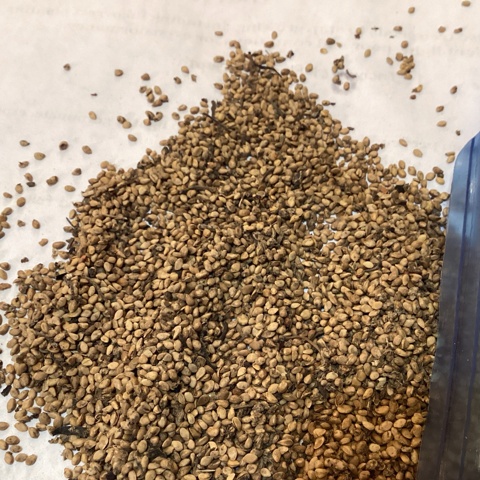 White Mulberry Tree Seeds (Morus Alba)