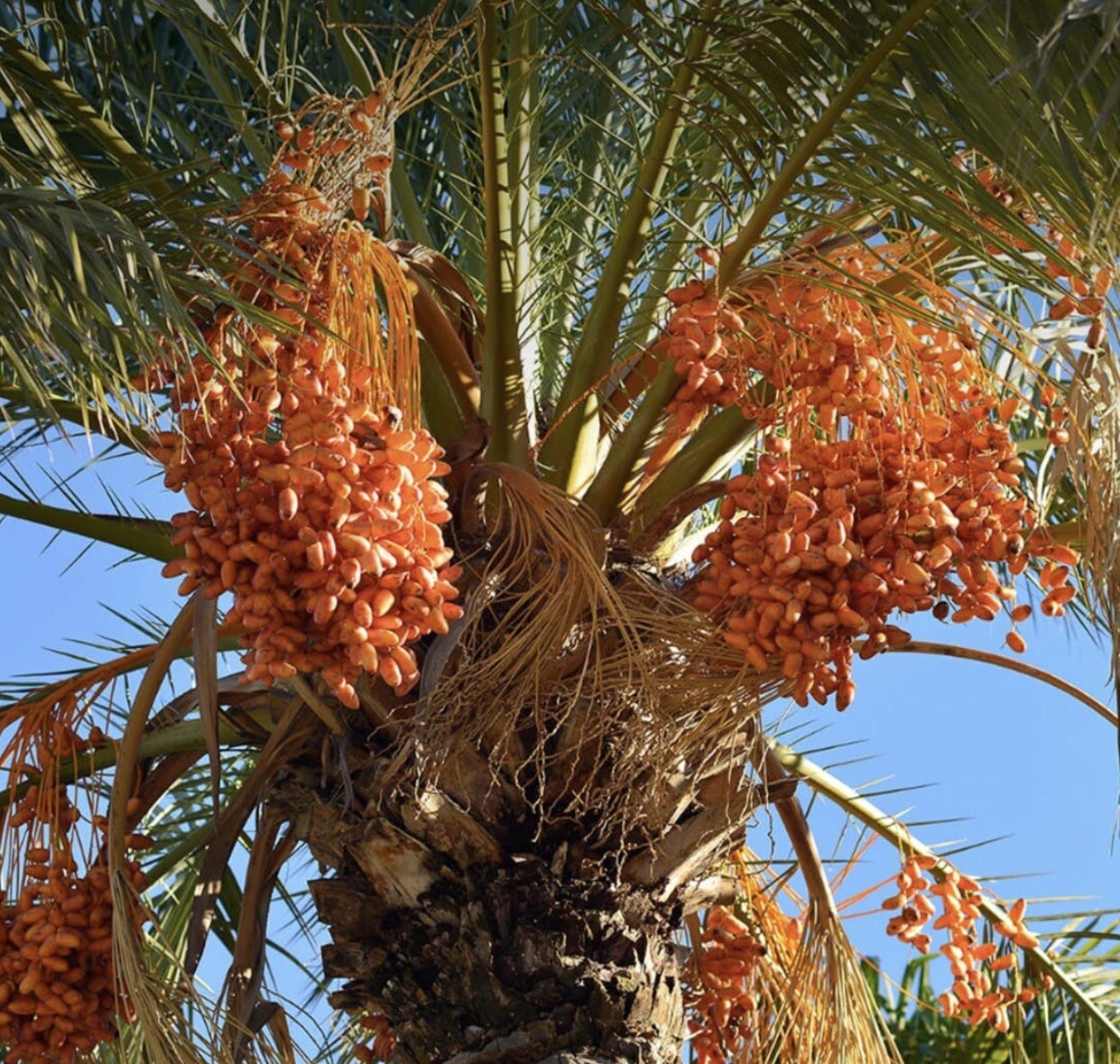 Dates Seeds Honey Sweet Dates. 100% Strong Sprout 20 seeds