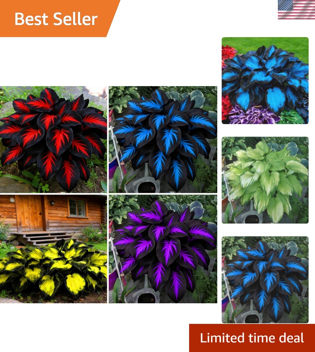 Mix Hosta Seeds for Planting, 280+pcs Rare Perennial Hosta Flower Seeds Plant…