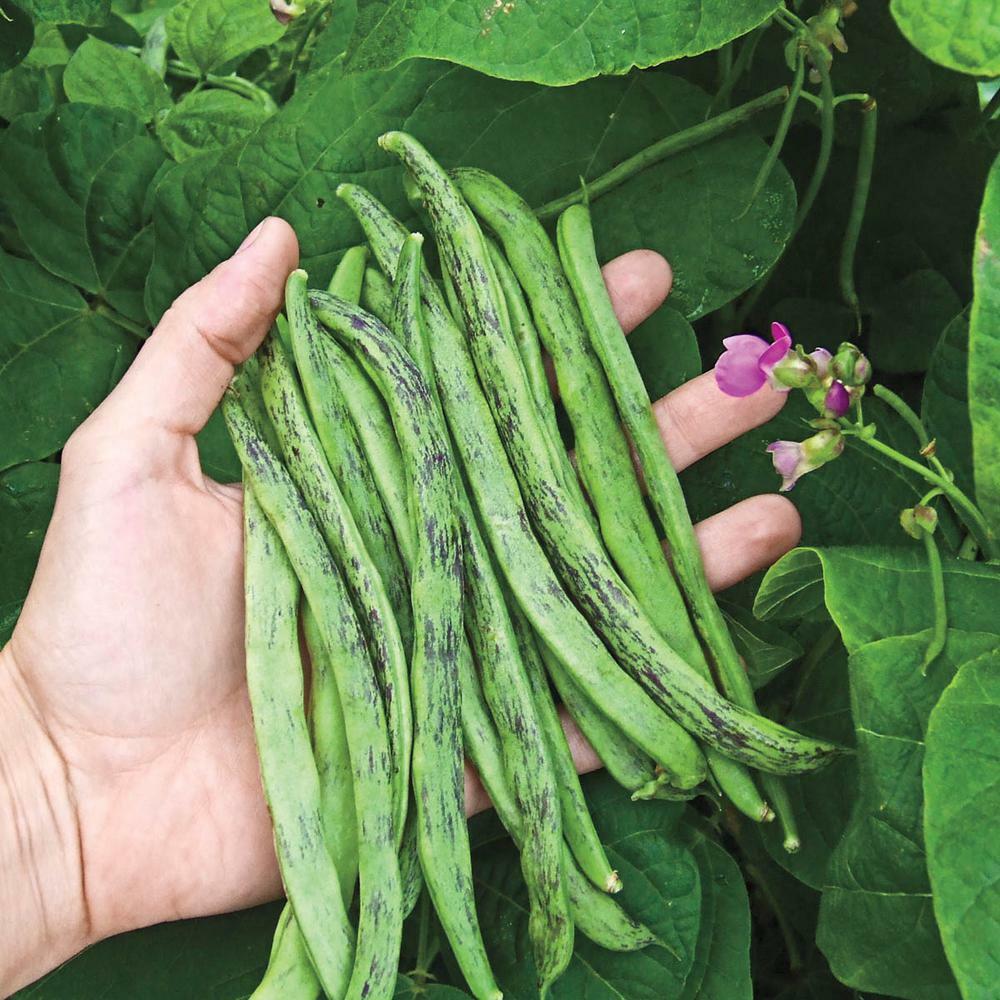 Rattlesnake Bean Seeds, Pole | Vining Purple Green Dragon Runner Beans Seed 2024