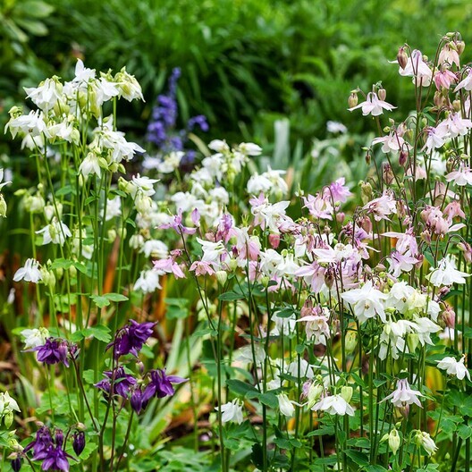 Dwarf EUROPEAN COLUMBINE Mixed Colors Perennial NA Native Non-GMO 200 Seeds!