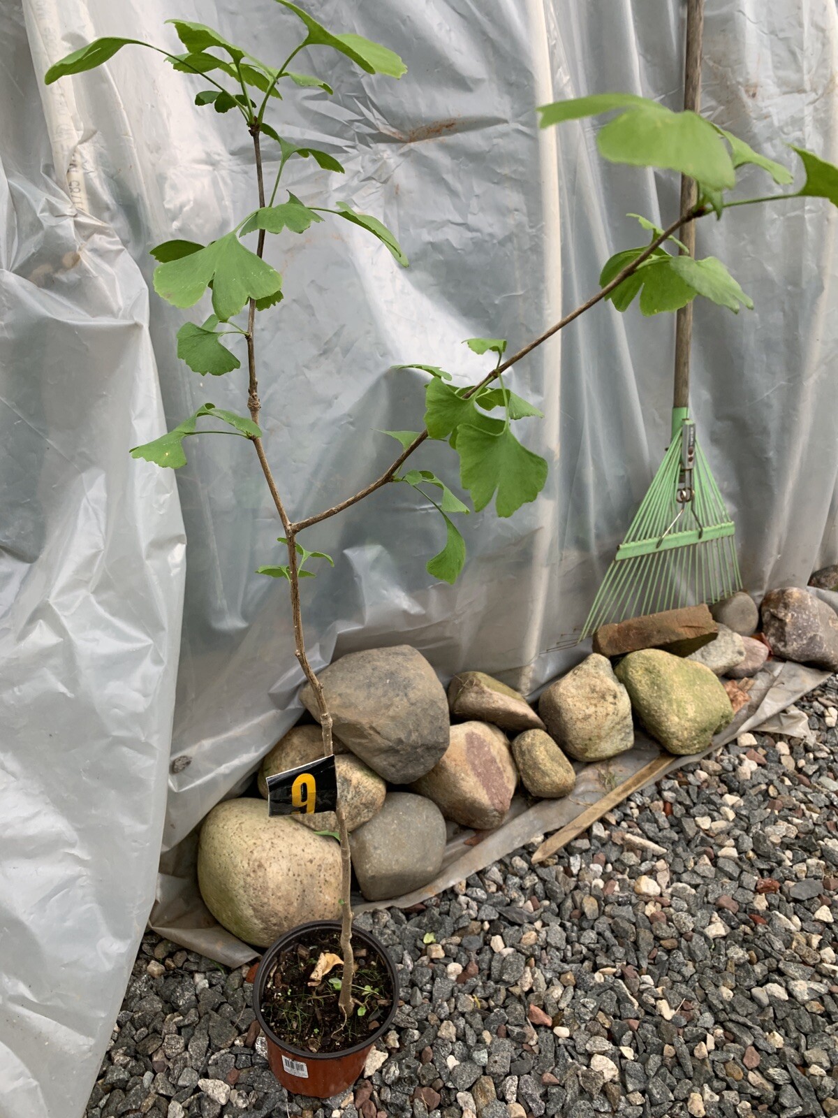 Ginkgo #9, exact plant, 4 year old. Shipped with roots wrapped. No soil.