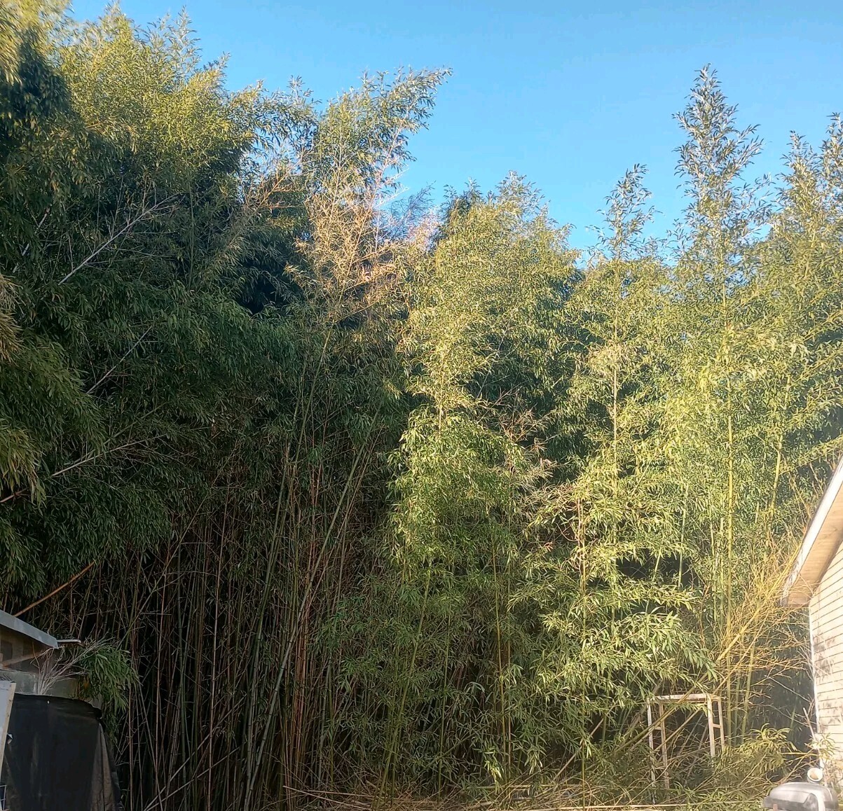 4 Bamboo Plants 2″ Live Starter Plant Now Organic All Season Very Fast Growing