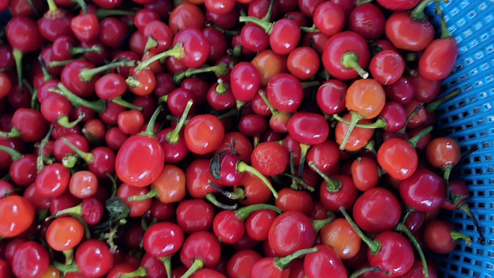 30 Guyana Wiri Wiri Pepper Seeds