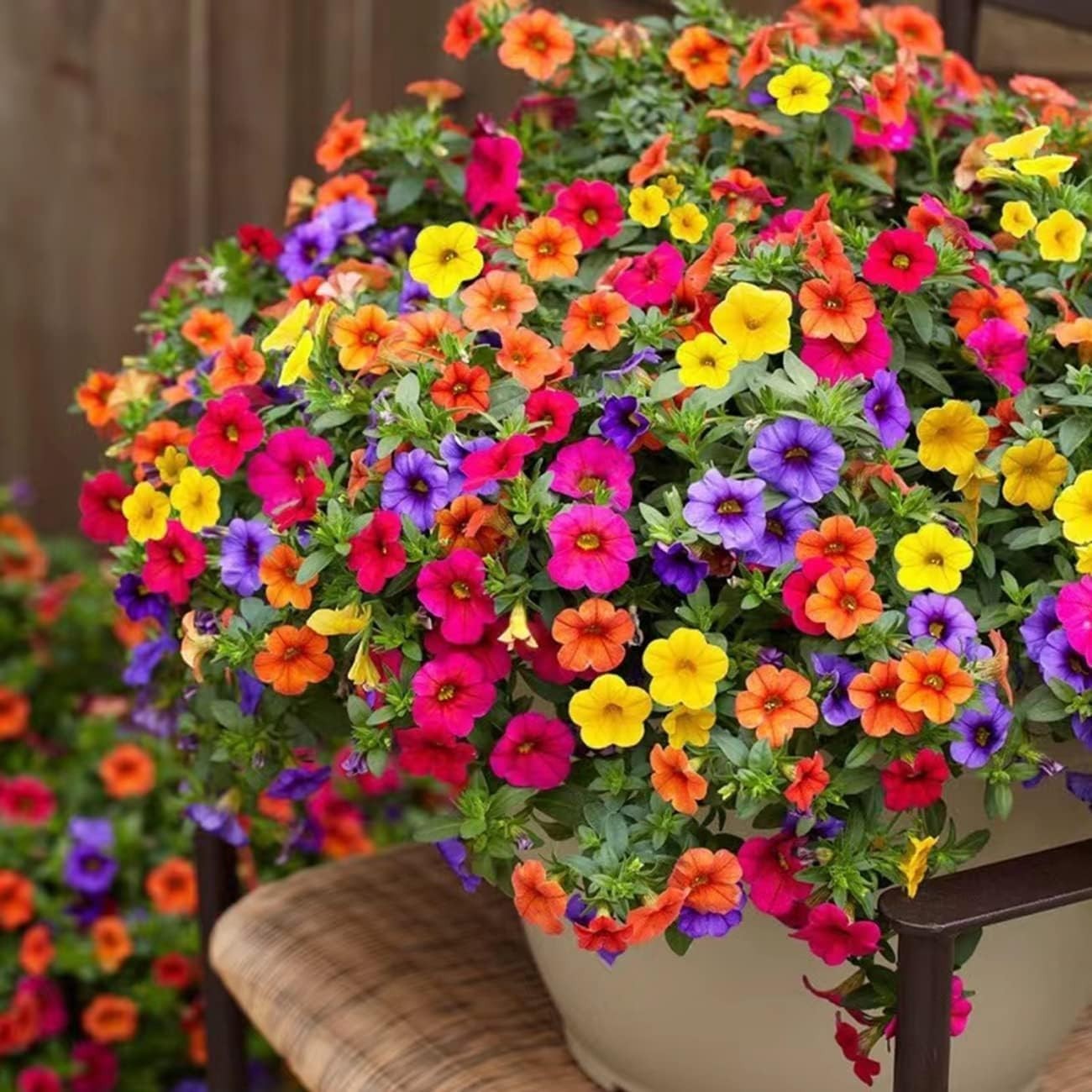 Non-GMO 5000+ Petunia Seeds – Ideal for Pollinator Gardens & Extended Bloom Time