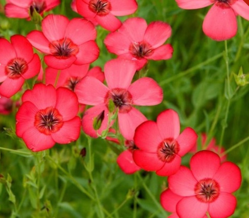 300+ Scarlet Flax Seeds **Fresh Seeds** ~~Free Shipping~~