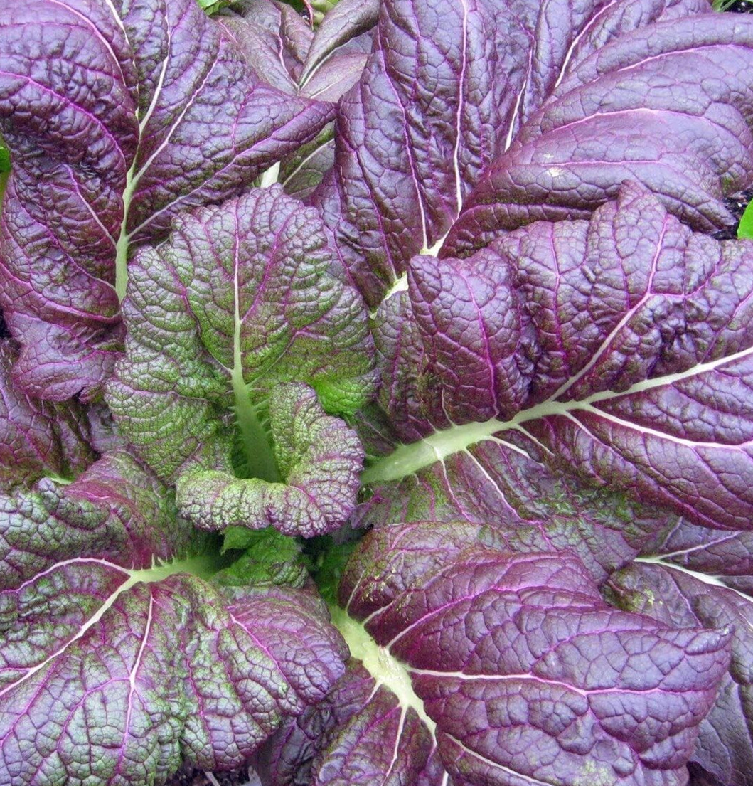 OSAKA PURPLE MUSTARD SEEDS 300+ Asian CULINARY vegetable GARDEN FREE SHIPPING