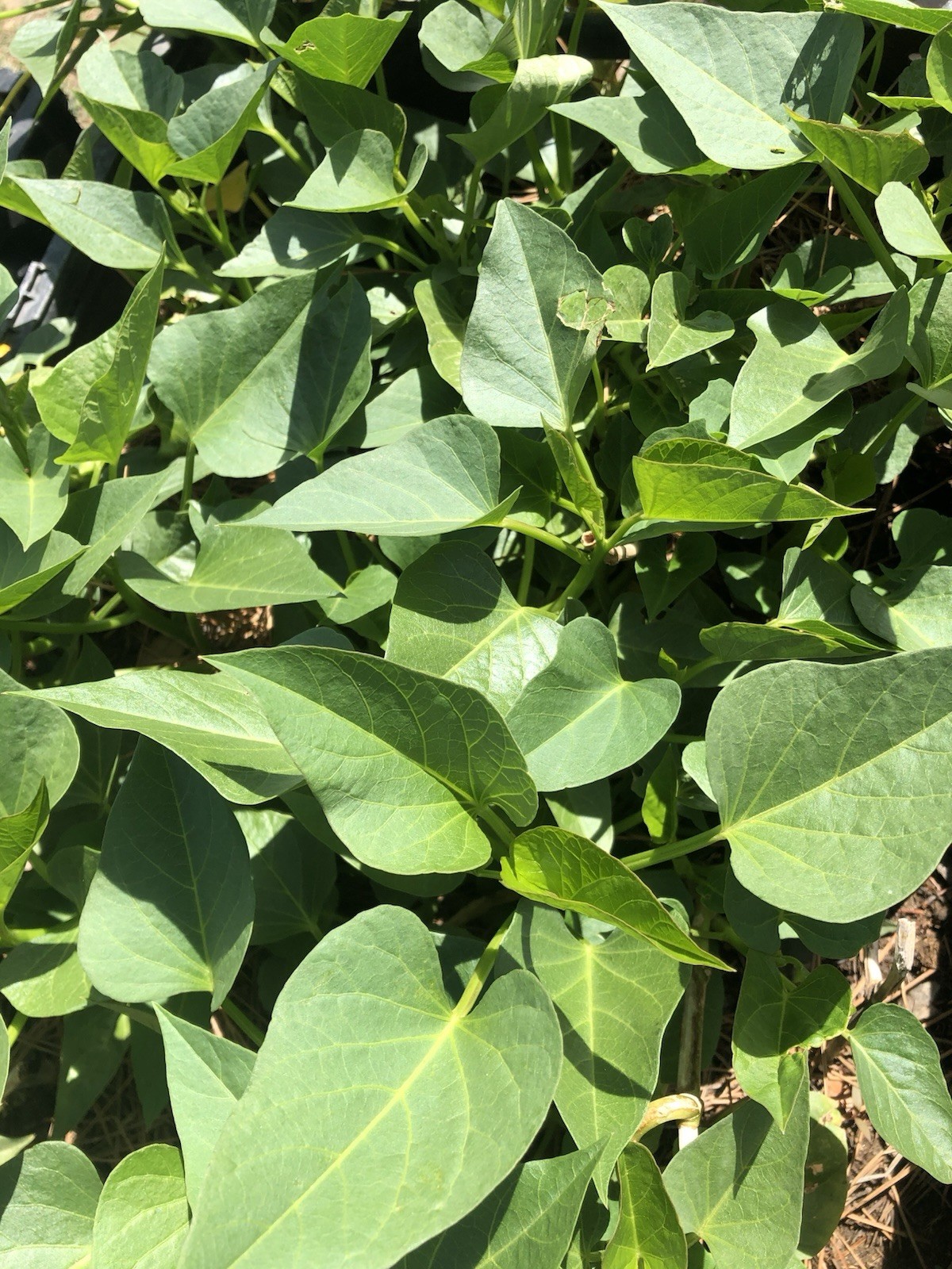 10 Sweet Potato Slips With Roots Ready To Plant Free Shipping!