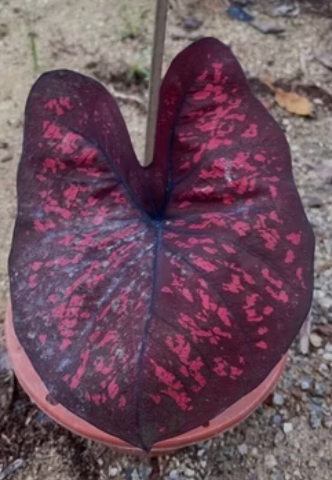 AUTHENTIC Caladium Darth Maul 1 bulbs