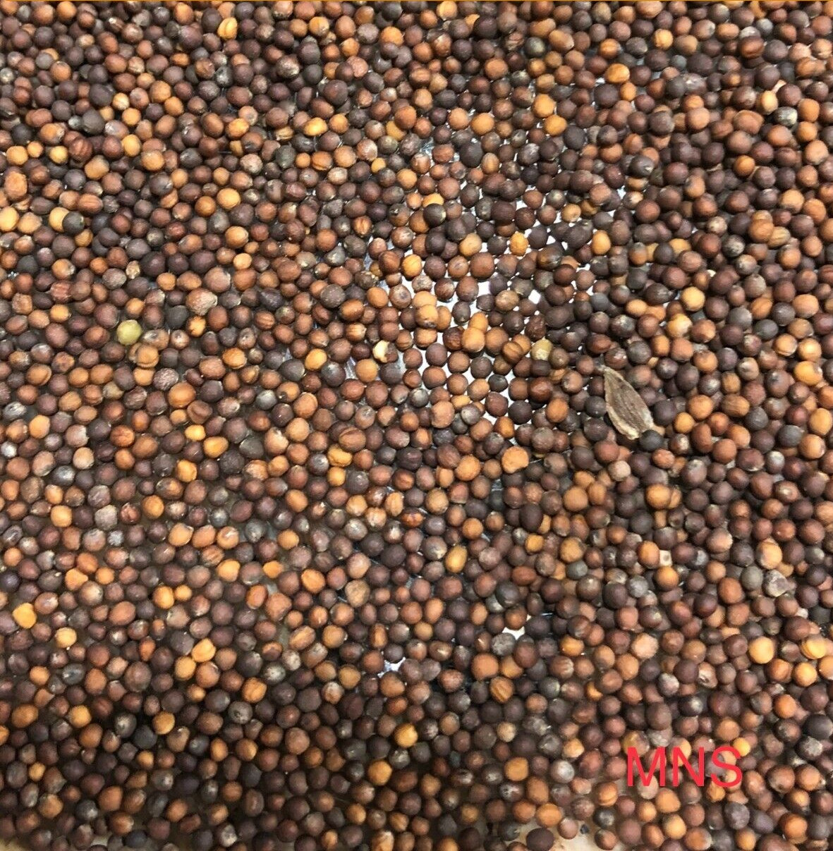 KALE GARDEN BLEND 4 Types Heirloom MicroGreens Saute Healthy Non-GMO 200 Seeds!
