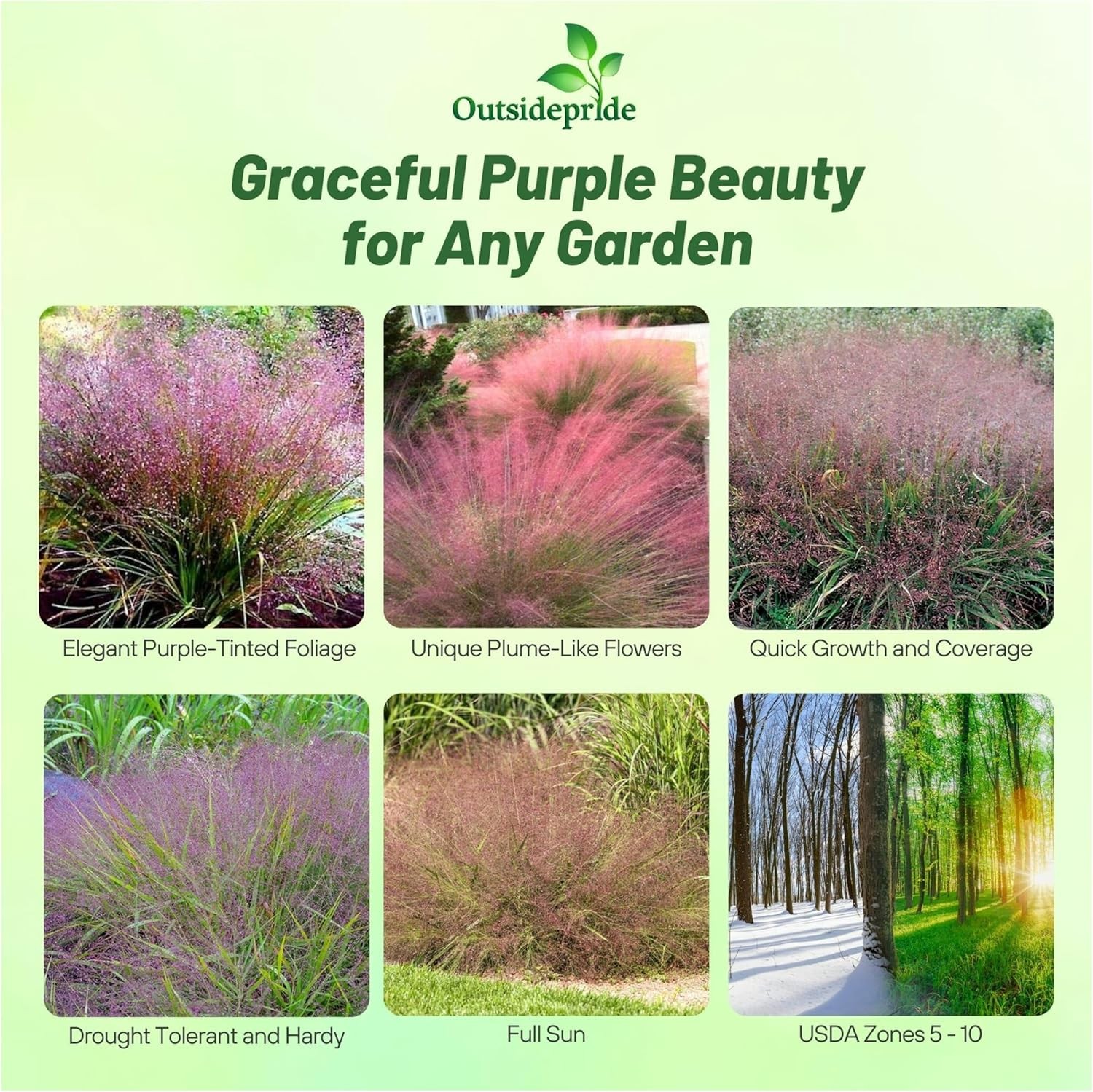 500 Seeds Drought Tolerant Love Grass Eragrostis Spectabilis Ornamental Grass