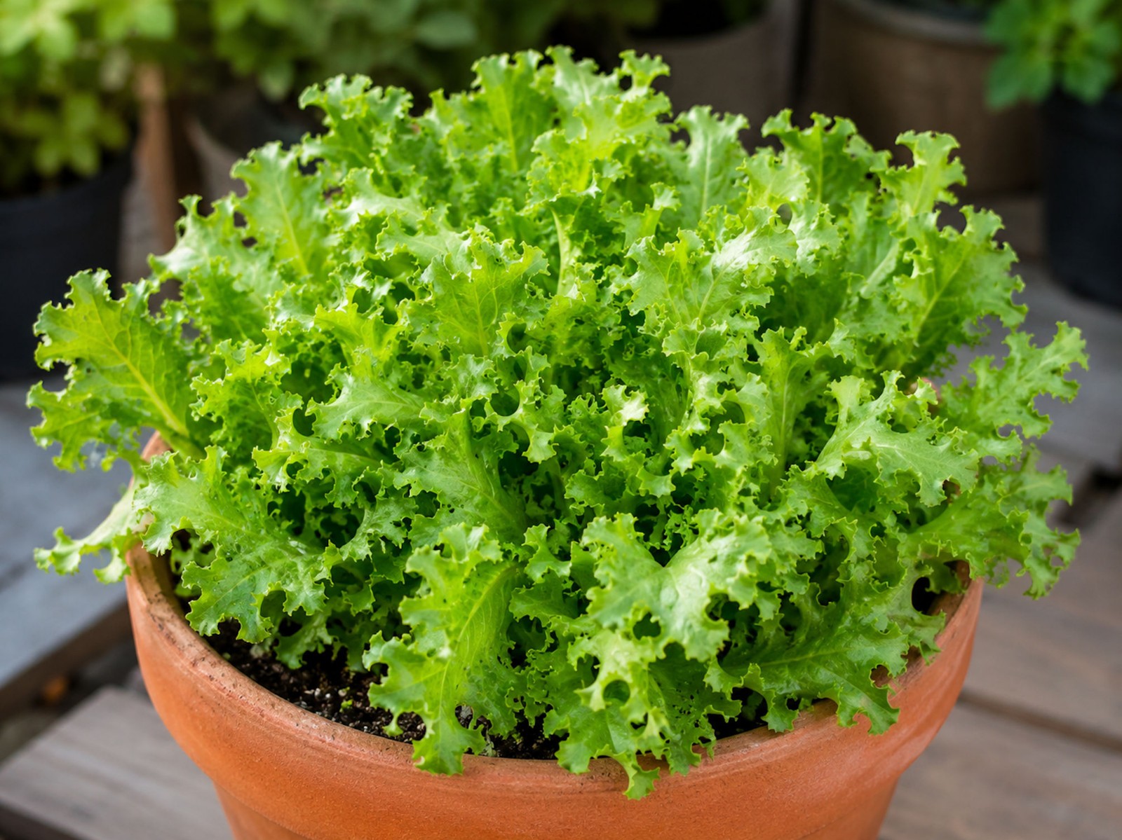250 Heirloom Tango Leaf Lettuce Seeds! NON GMO- All Natural