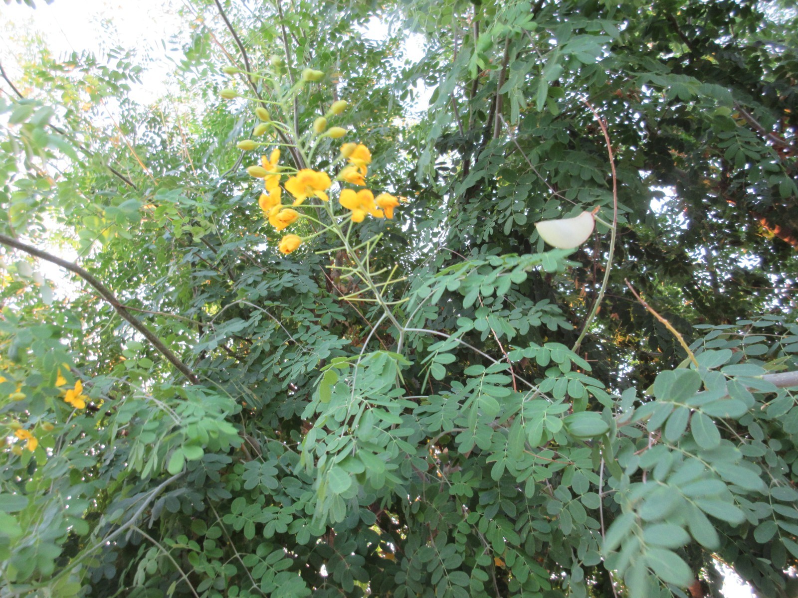 Caesalpinia gilliesii Yellow Desert Bird of Paradise- 10 seeds
