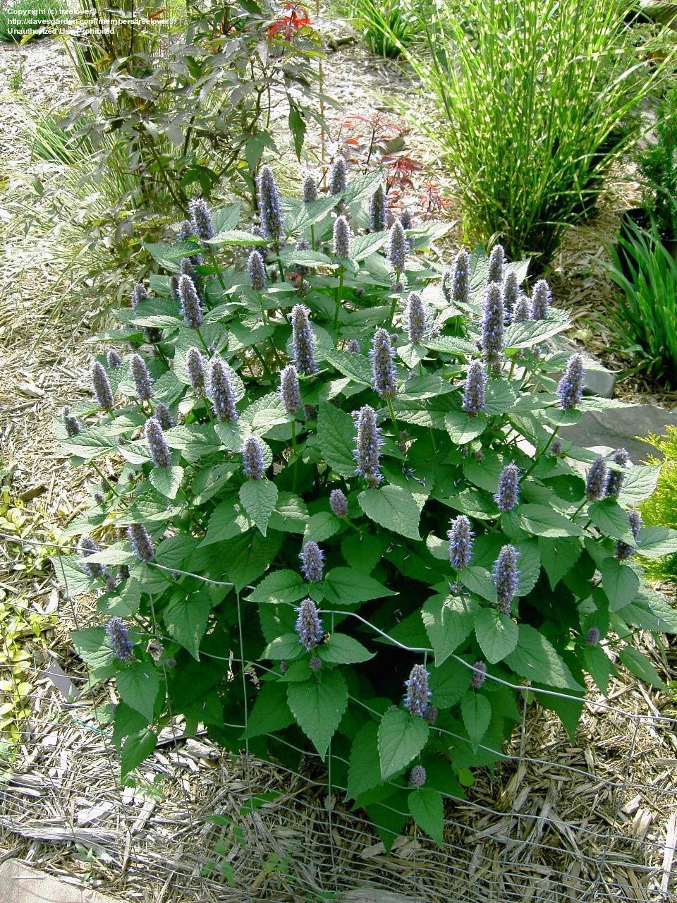 101+Purple GIANT HYSSOP Seeds Native Wildflower Drought Heat Cold Pollinators