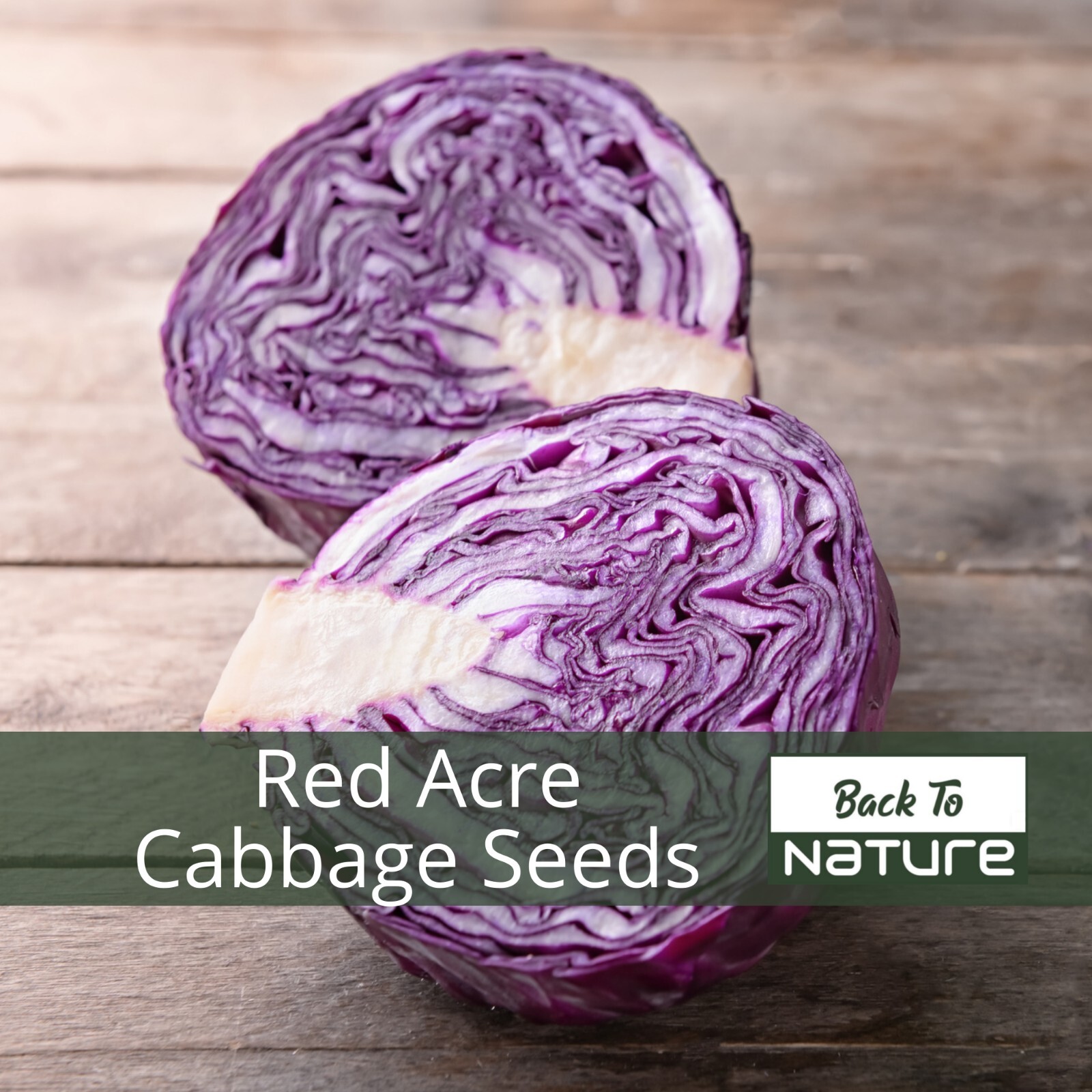 Red Acre Cabbage – Seeds – Organic – Non Gmo – Heirloom Seeds – Vegetable Seeds
