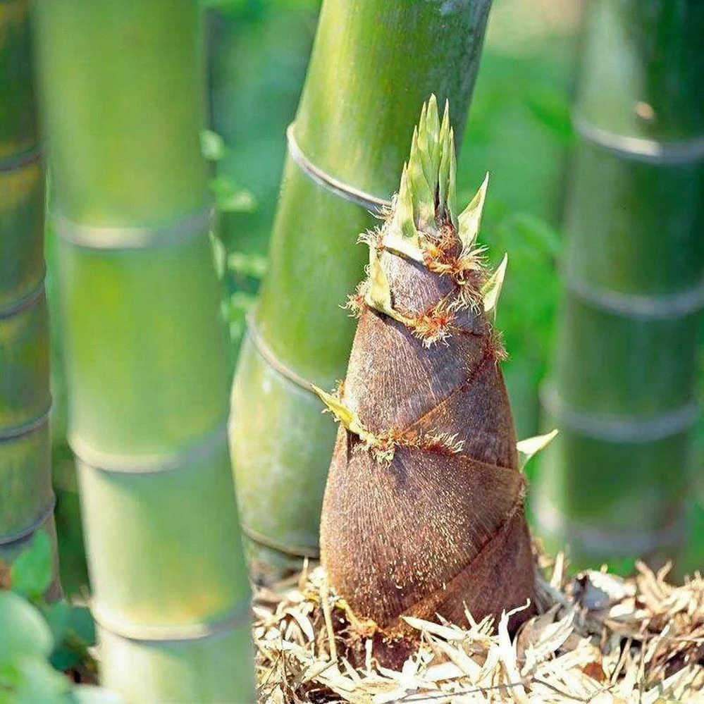 50pcs Giant Moso Bamboo Seeds Perennial evergreen Grows Edible Bamboo shoots USA