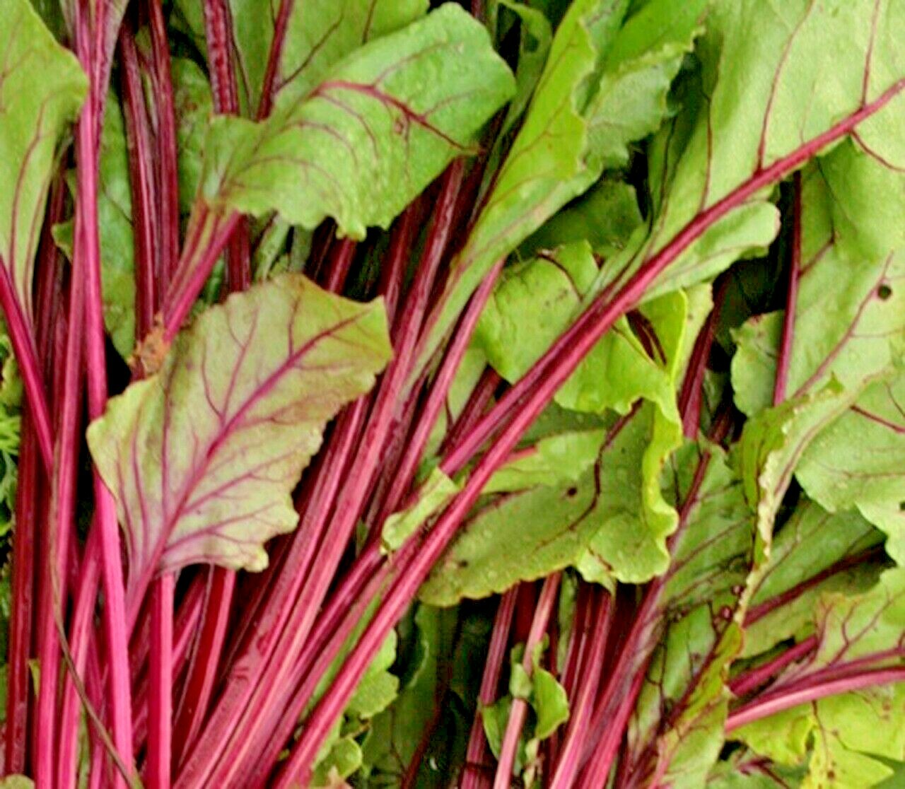 101+EARLY WONDER Beet Seeds Native Heirloom Vegetable Garden Patio Container