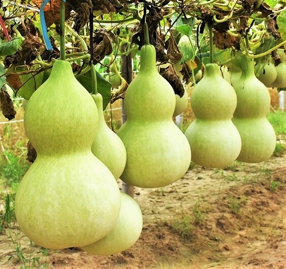 Birdhouse Bottle Gourd | Bird House Buddha Calabash Squash Craft Asian Seed 2023