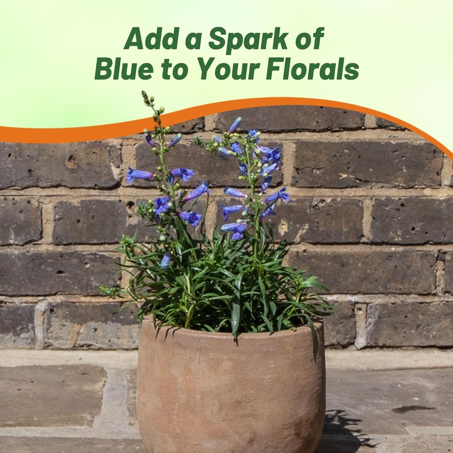 25 Seeds Penstemon Heterophyllus Electric Blue Drought Tolerant Garden Plant