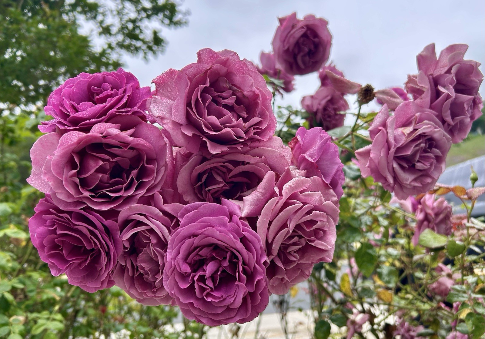 Fragrant-Cluster-Purple-Pink Rose, Arctic Blue Rose – 5 Cuttings for planting