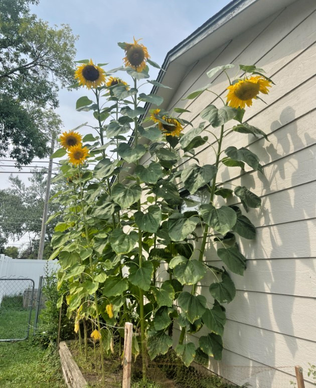 Mammoth Grey-Stripe Sunflower – Pack 25 Seeds – Annual Vibrant Blooms Flower