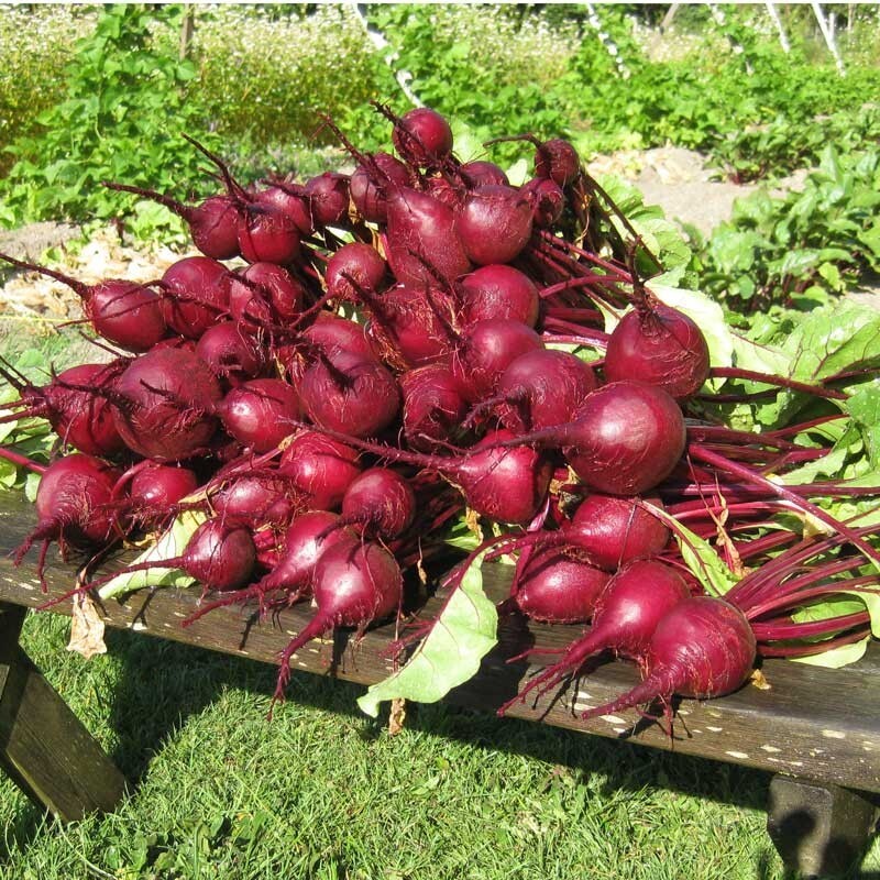 BEETS Crosby Egyptian 200 NON – HYBRID NON – GMO Seeds Heirloom!