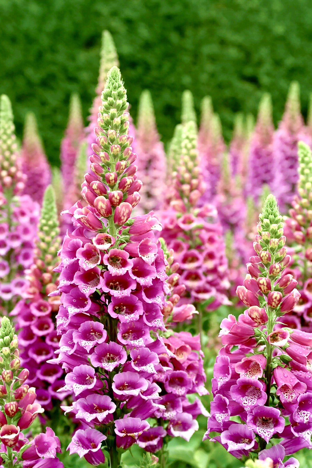 300 + Foxglove Seeds / Mixed / Biennial/ Fall Planting/ Hummingbird/ Free Ship