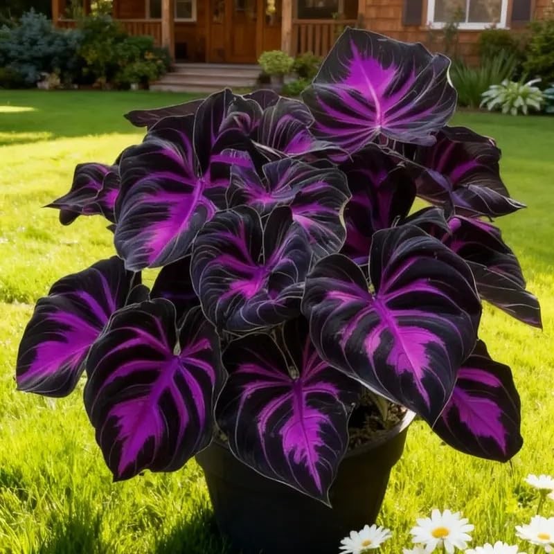 Hosta Seeds 308 Rare Perennial Shade Plants with Heart-Shaped Foliage for Garden