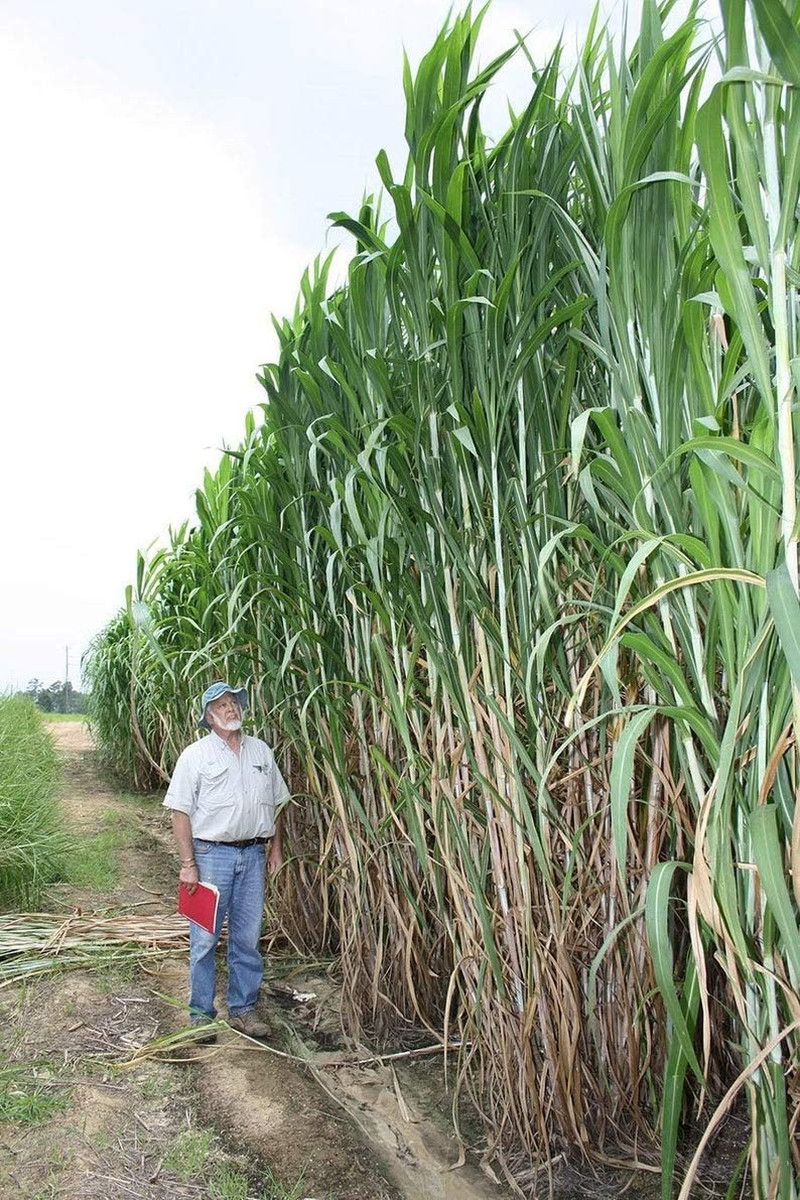 Elephant Grass – 100 – Tallest Grass in the World – Ships from Iowa, Made in U