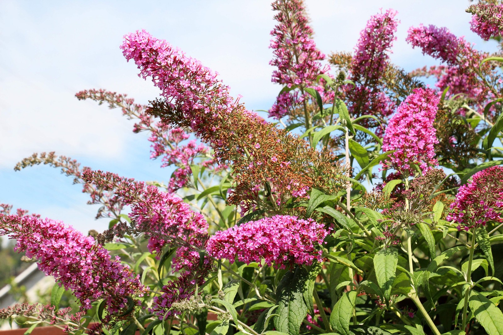 100 MIXED COLORS BUTTERFLY BUSH Buddleia Davidii Flower Seeds *Flat S/H