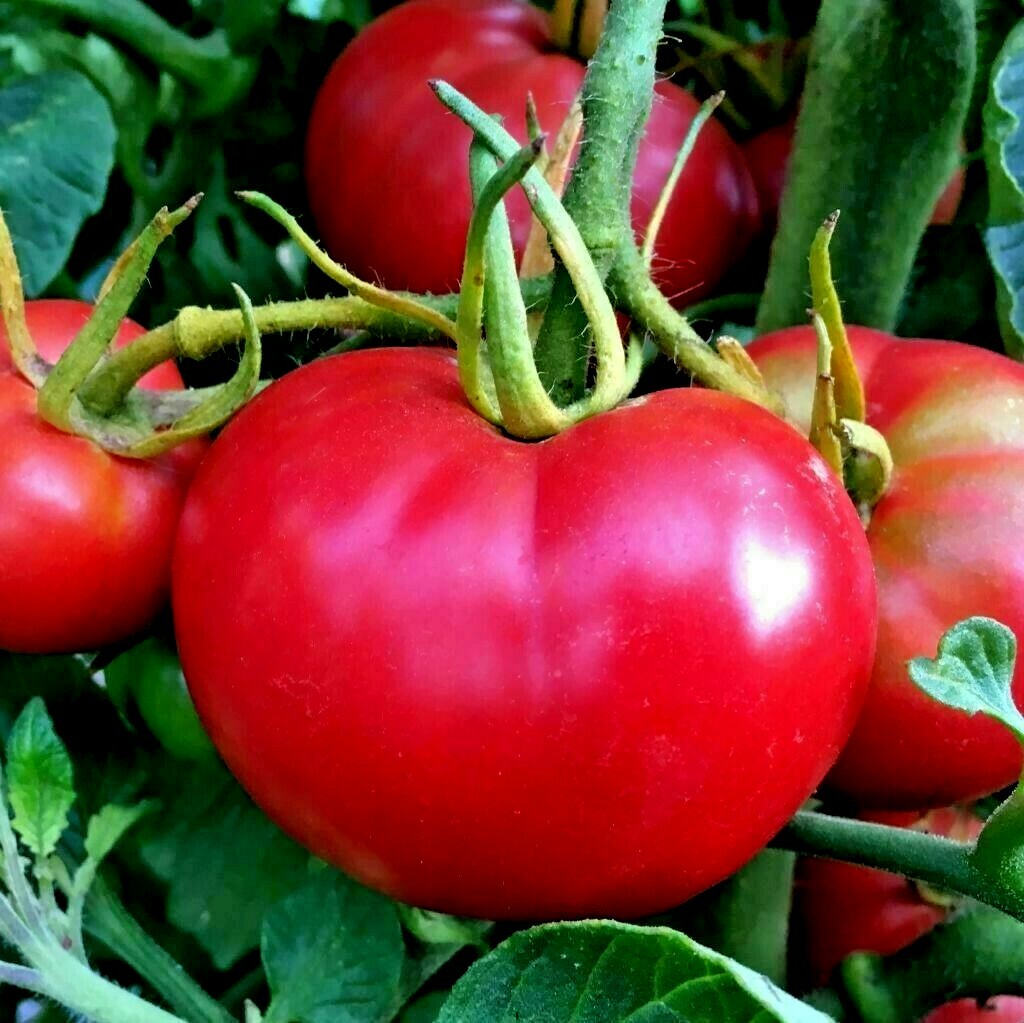 50+Bradley BUSH TOMATO Seeds Organic Compact 36″Tall Vegetable Garden Container