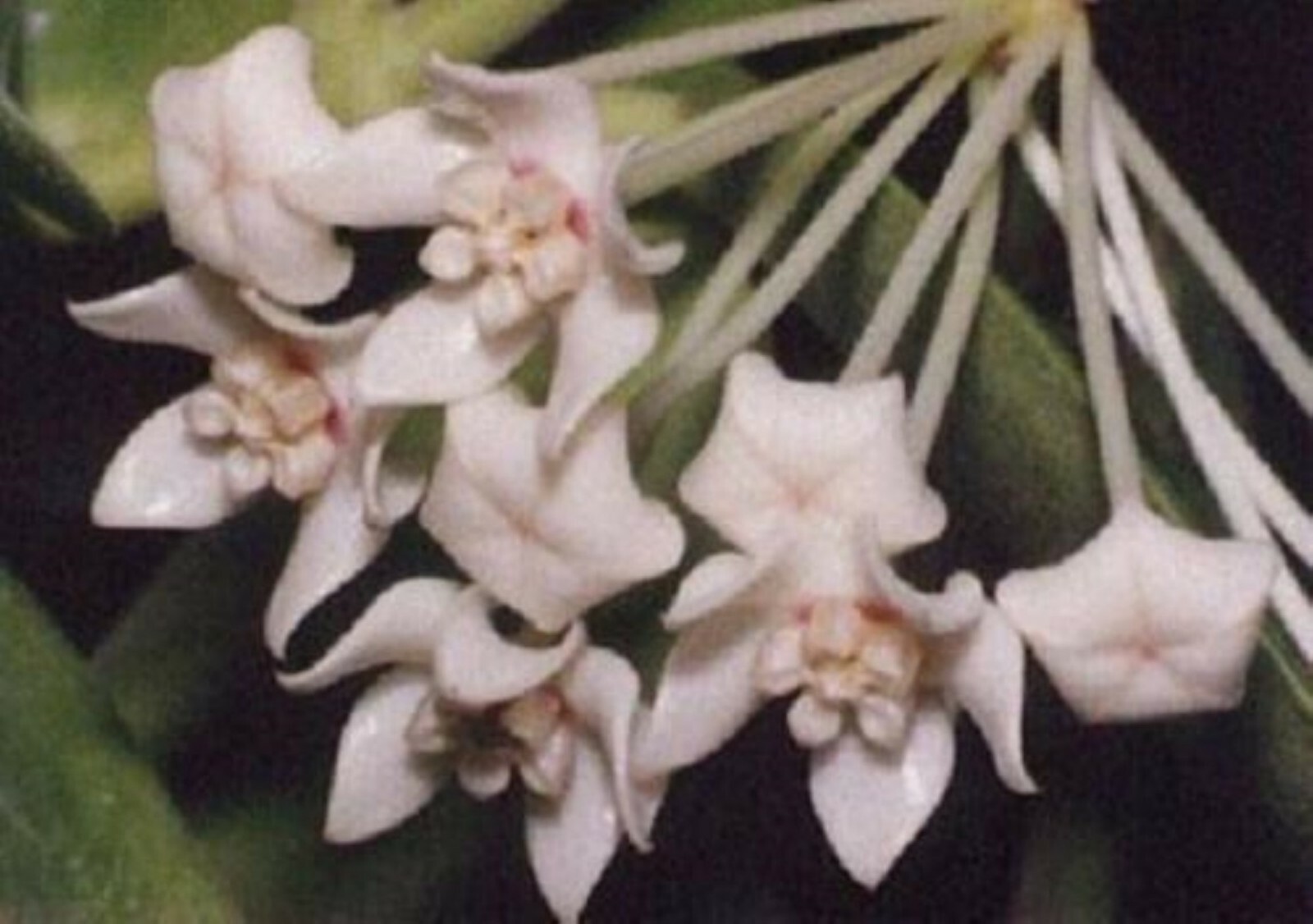 Hoya Keysii (Hoya australis) 1yo plant with 5-6 leaves well rooted