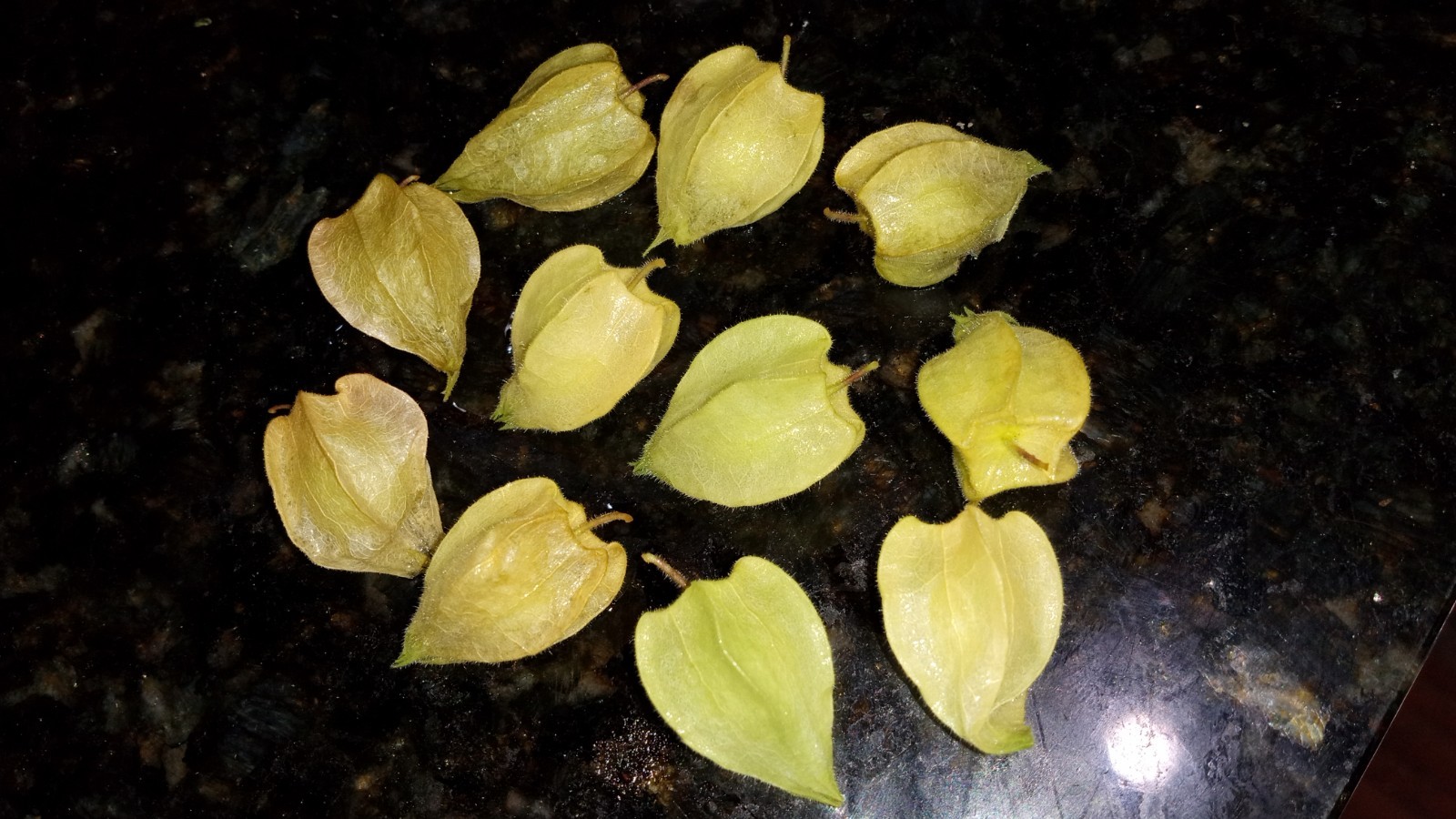 25 Rare Ground Cherry (Physalis pruinosa) Seeds.US Grown Seeds .Dwarf Plants.