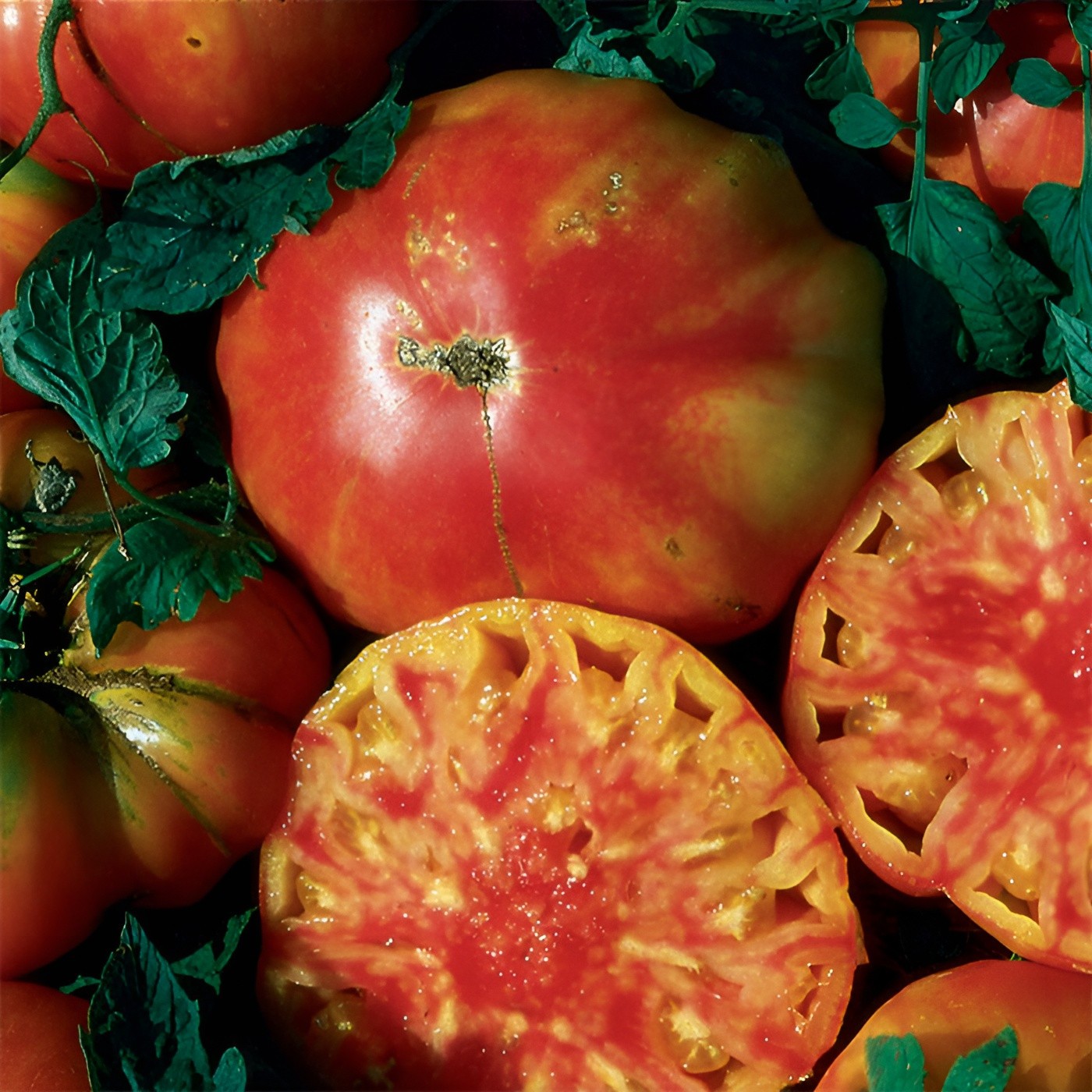 100 Heirloom Hillbilly Tomato Seeds Massive 2lb Bi-Color Indeteminate Very Sweet