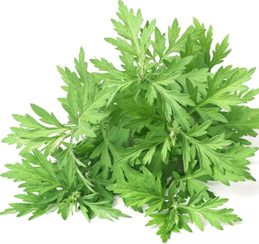 500+Mugwort Seeds(Artemisia vulgaris)Medicinal Culinary Perennial Herb USA