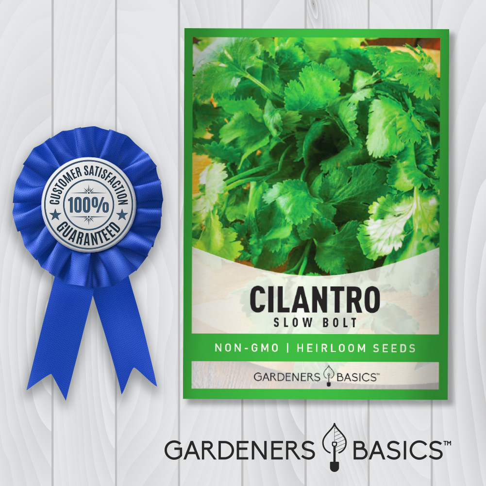 Slow Bolt Cilantro Seeds