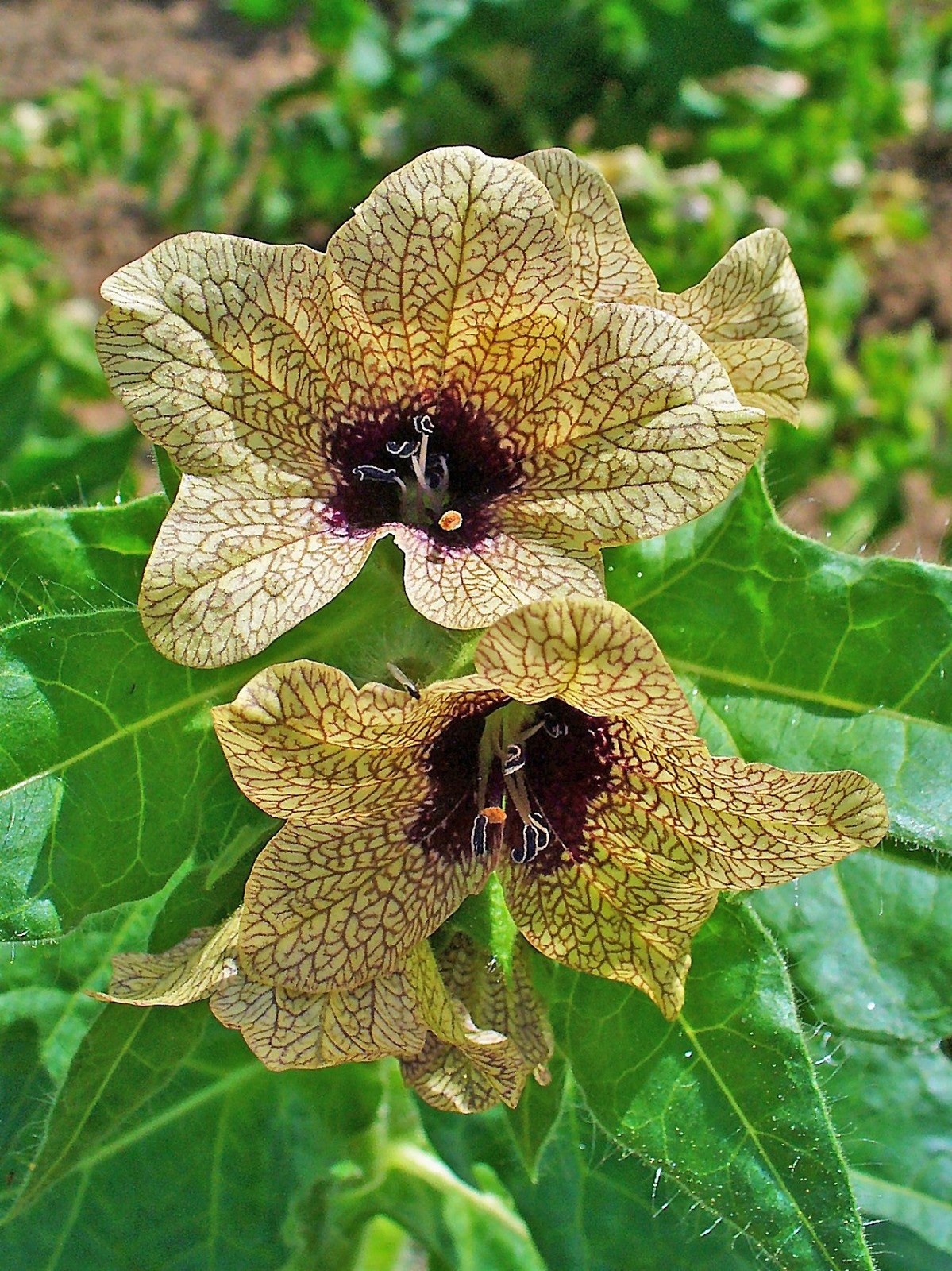 200 Black HENBANE Nightshade Hyoscyamus Niger Flower Seeds