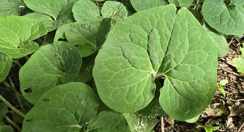 10 Wild Ginger (Asarum Canadense) | Bare-root